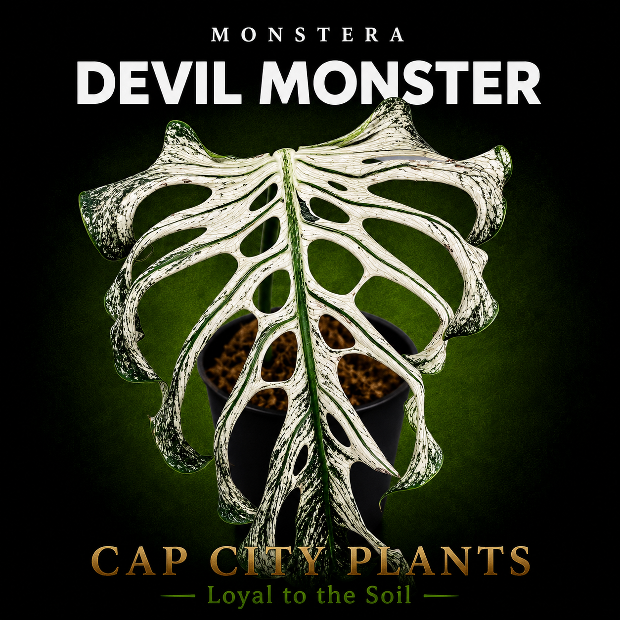 MONSTERA DEVIL TC