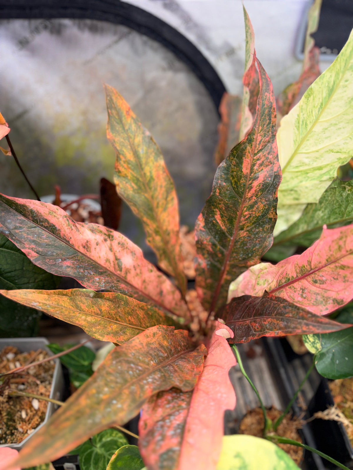 Anthurium Pink Hookeri