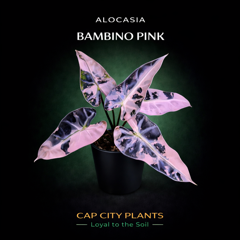 WHOLESALE Alocasia Pink Bambino TC 5PACK