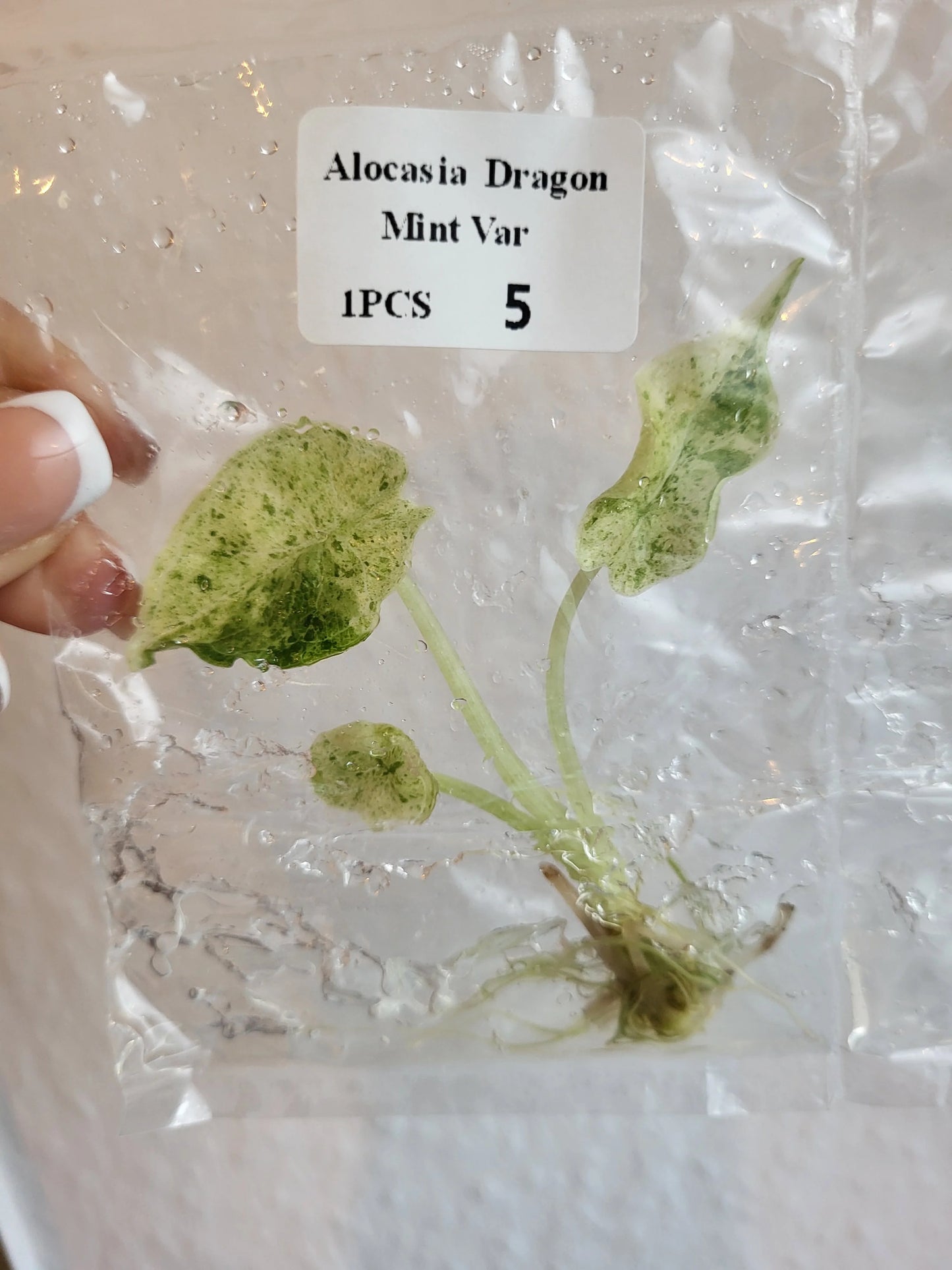 Alocasia Dragon Scale Mint TC