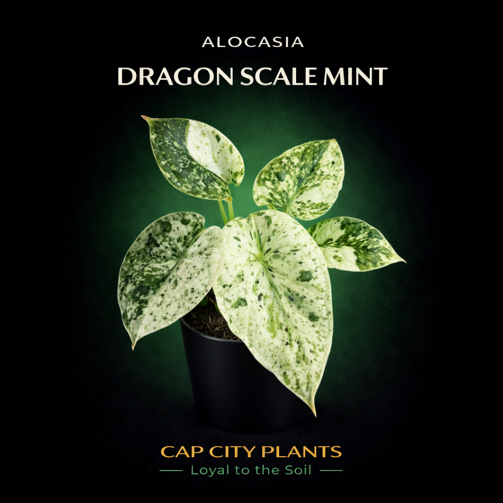 25 Unit Alocasia Dragon Scale Mint TC