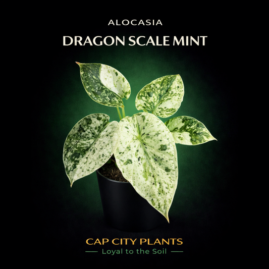25 Unit Alocasia Dragon Scale Mint TC