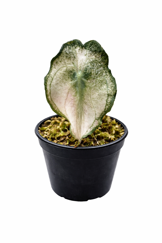 PRE ORDER ALOCASIA VENOM CANDY PINK TC