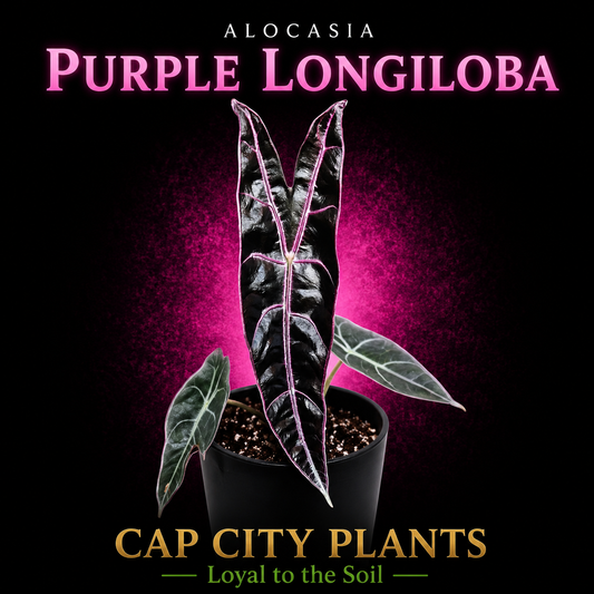 Alocasia Purple Longiloba TC