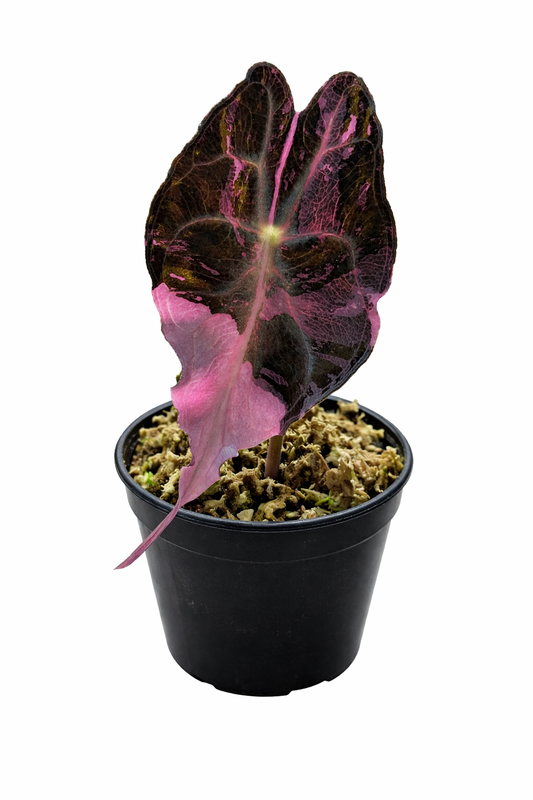 PRE ORDER ALOCASIA VENOM PINK ALBO TC