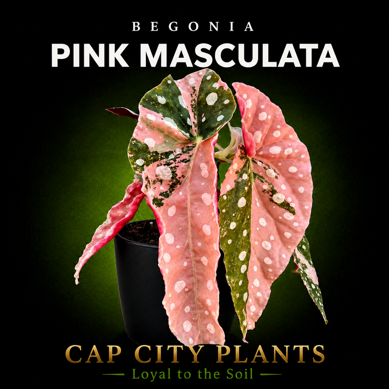 Begonia Masculata Pink Plant