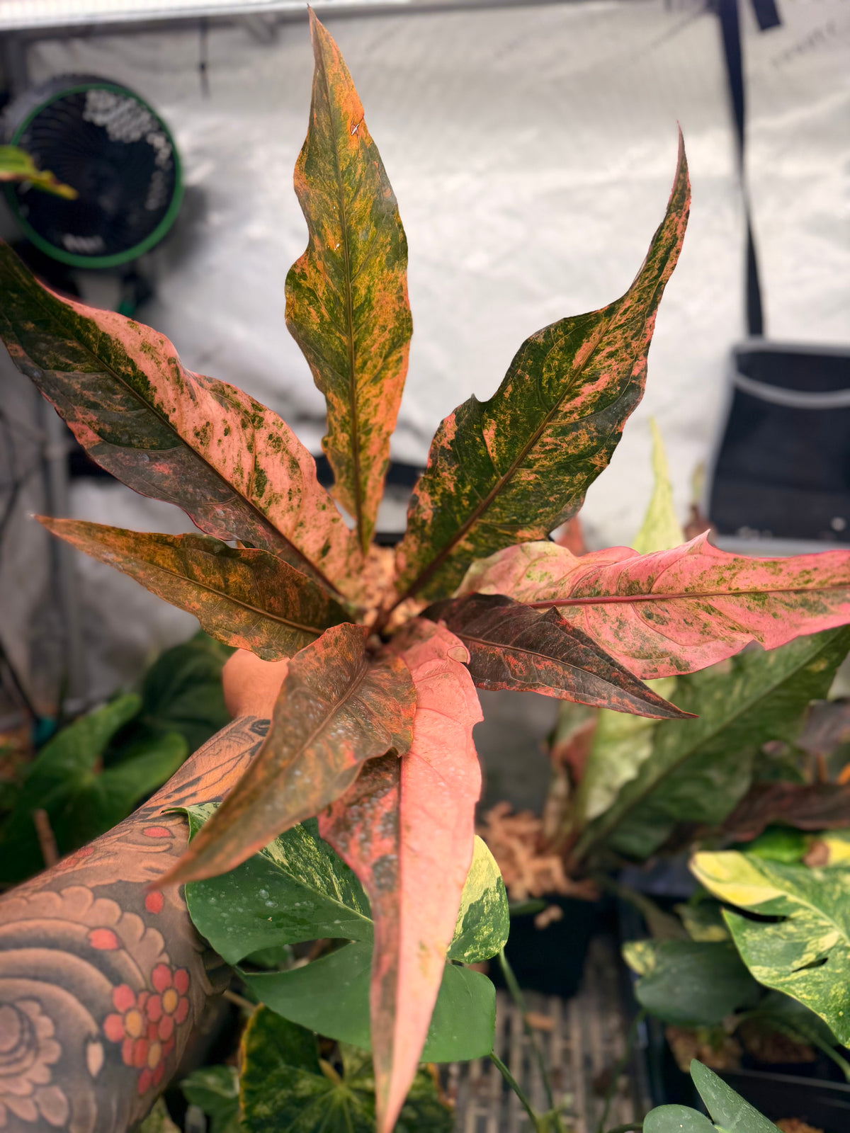 Anthurium Pink Hookeri