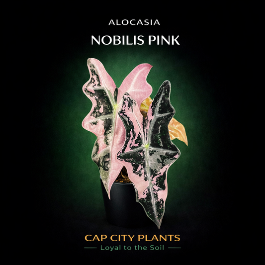 25 Units Alocasia Pink Nobilis