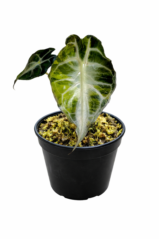 PRE ORDER ALOCASIA VENOM AUREA TC