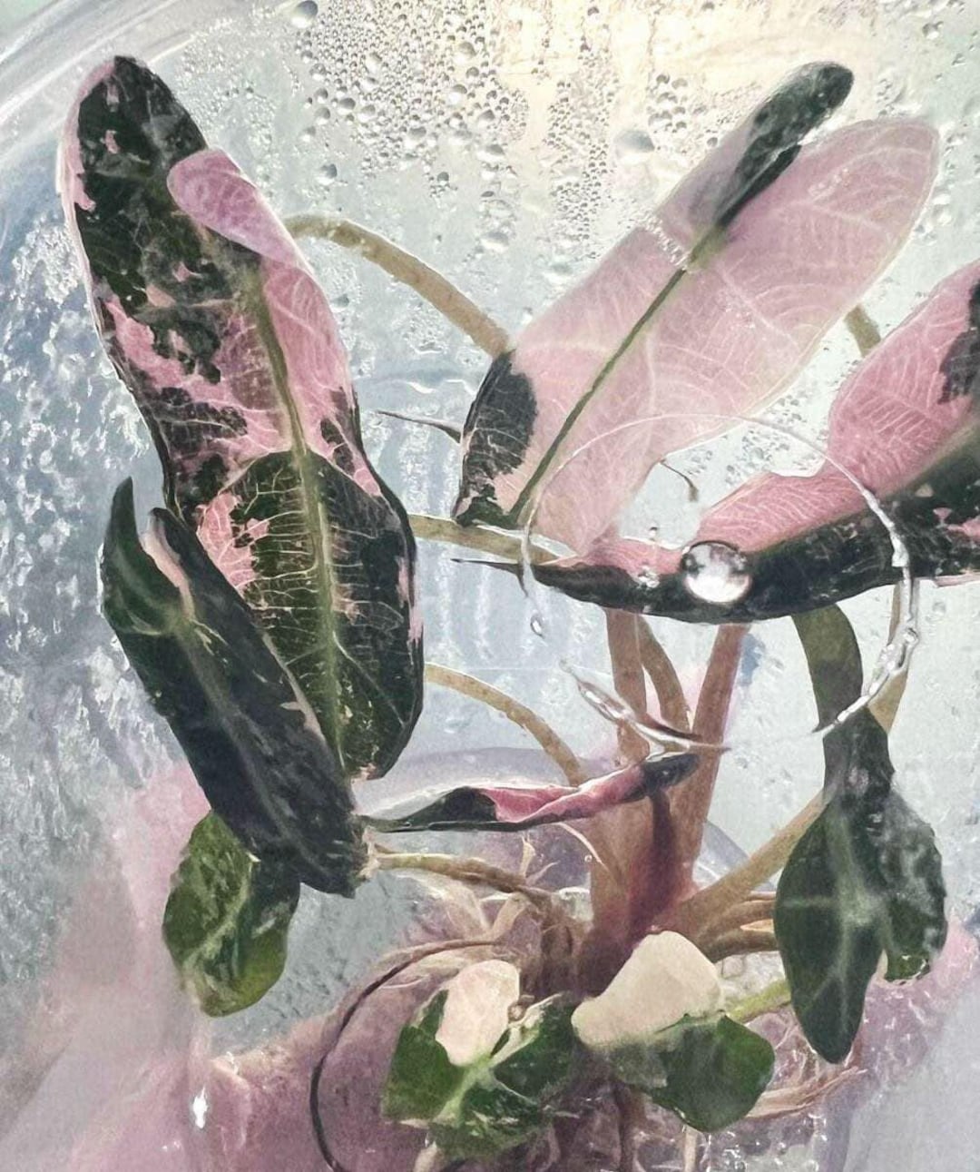 Alocasia Pink Bambino TC