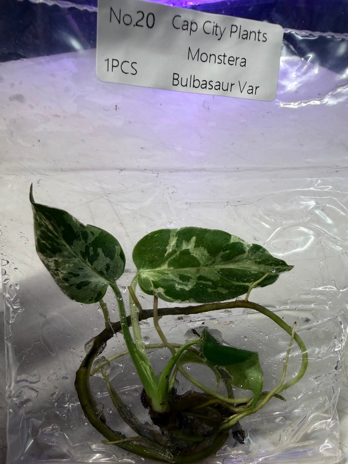 Monstera Bulbasaur TC