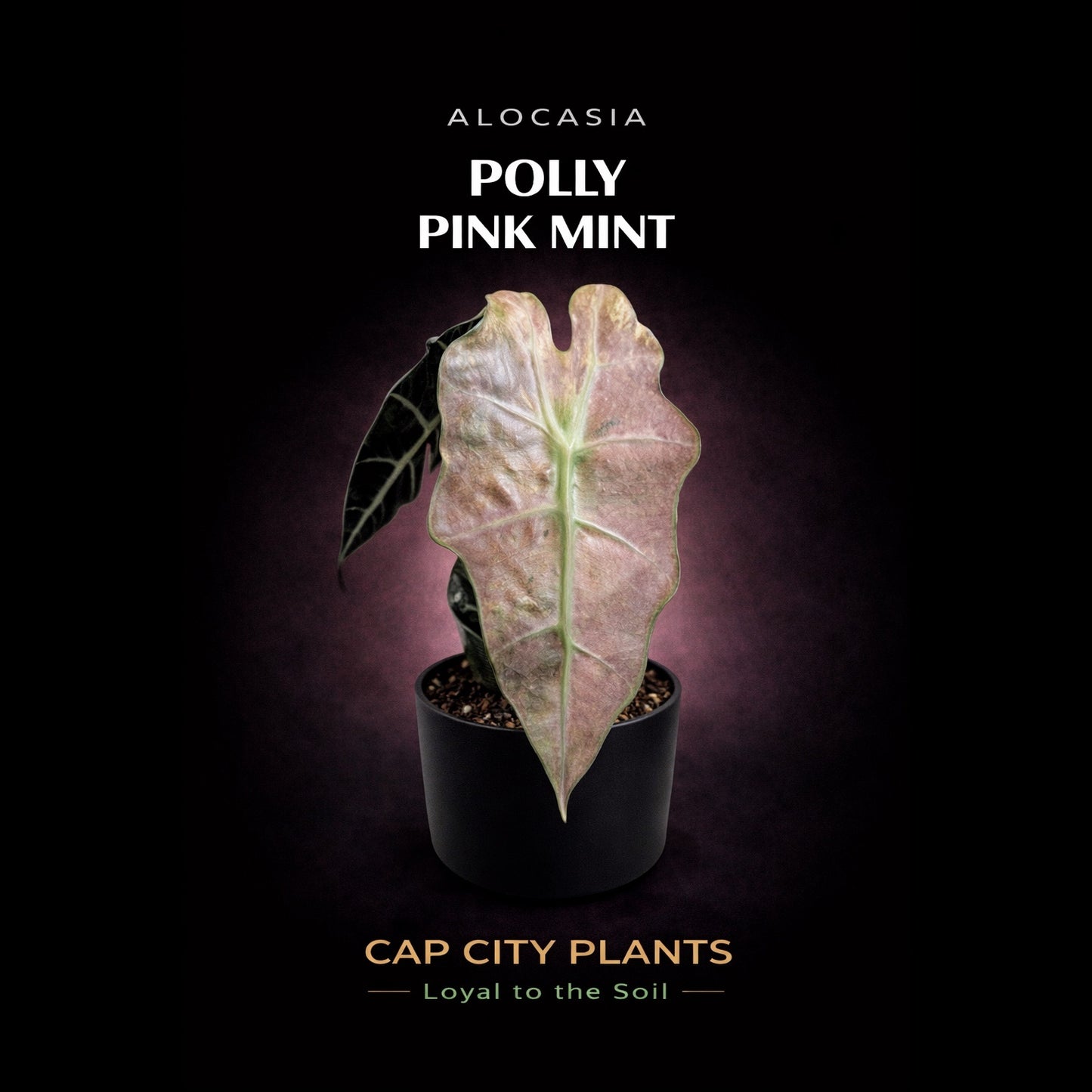 WHOLESALE Alocasia Pink Polly Mint TC 10PACK