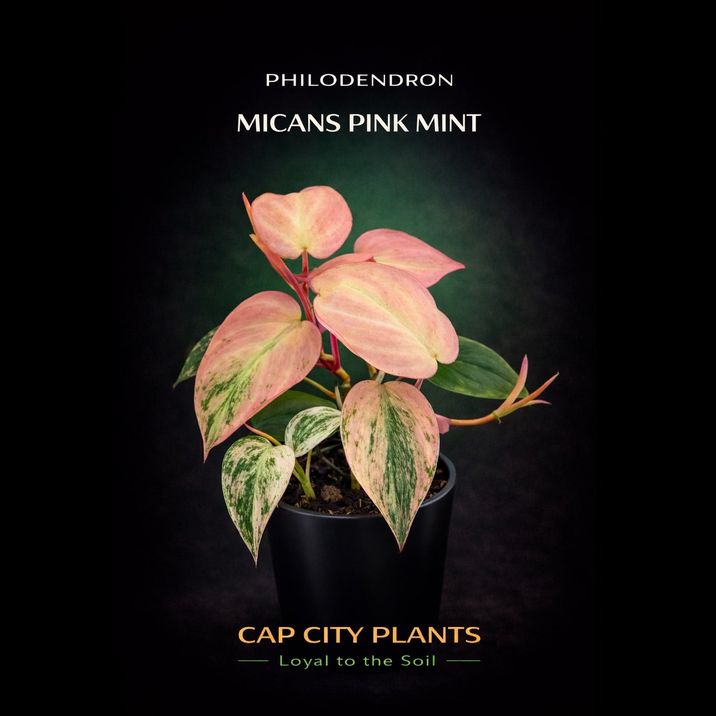 Philodendron Pink Mint Mican [Plant]