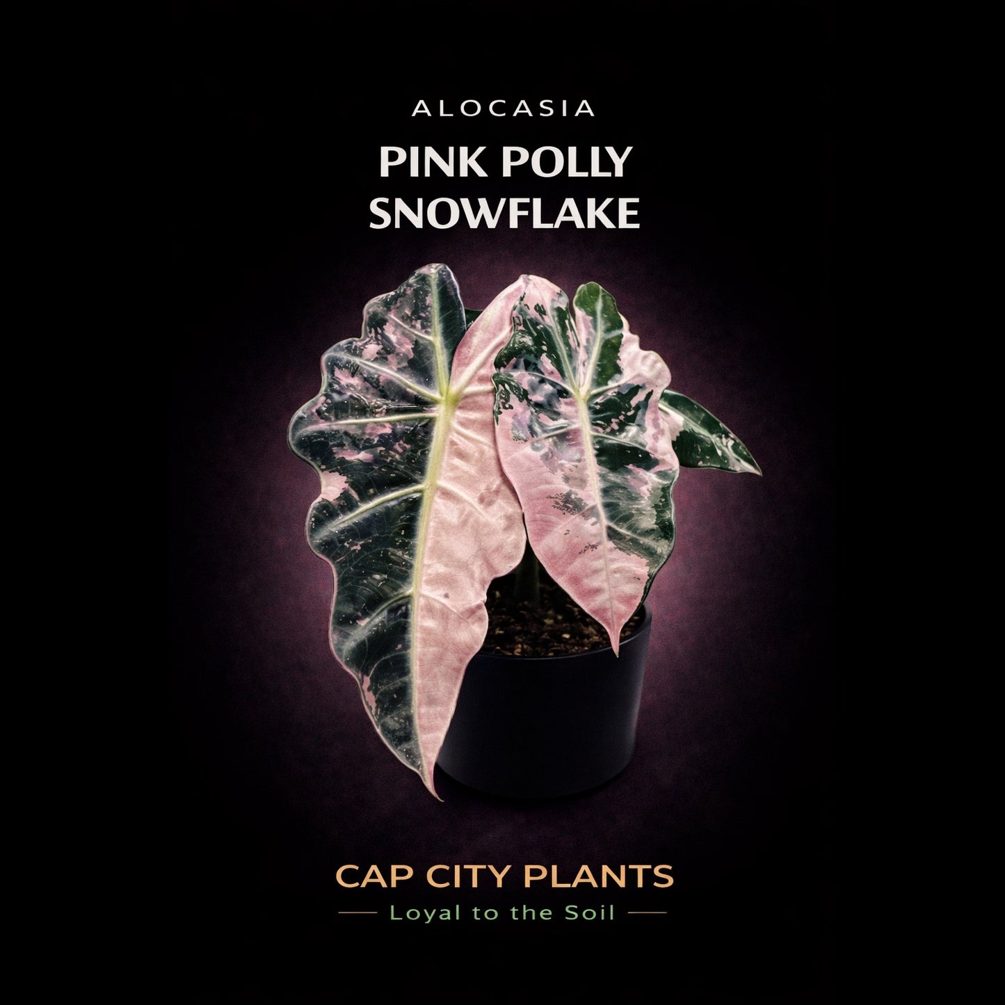 Alocasia Pink Polly Snowflake TC
