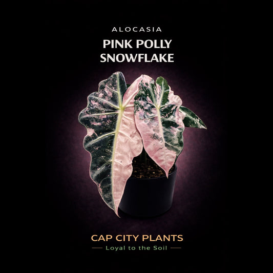 WHOLESALE Alocasia Pink Polly Snowflake TC 5PACK