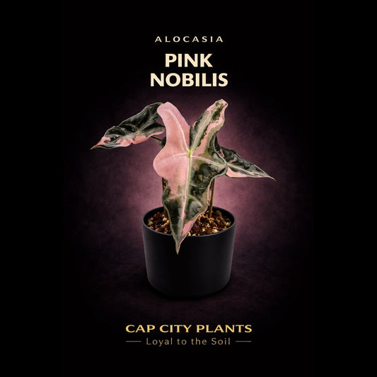 Alocasia Nobilis Pink TC