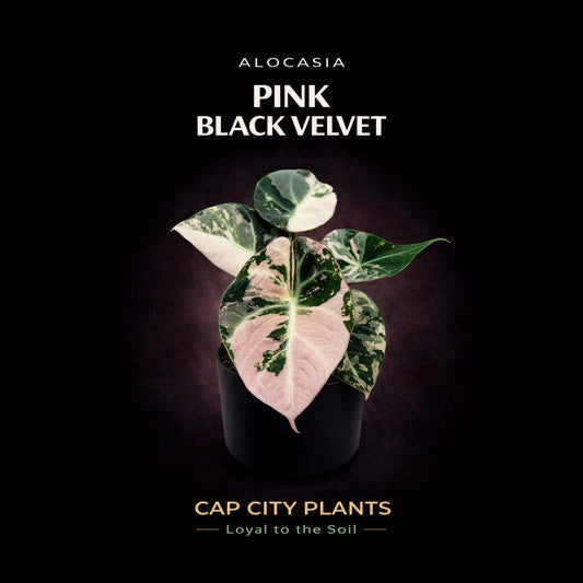 Alocasia Pink Black Velvet TC