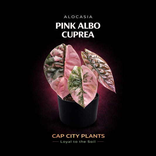 Alocaisa Cuprea Pink Albo TC