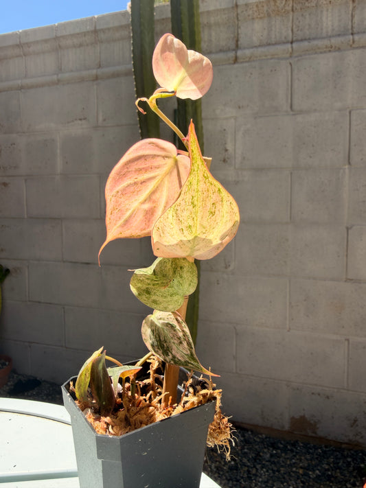 pink mint mican PLANT