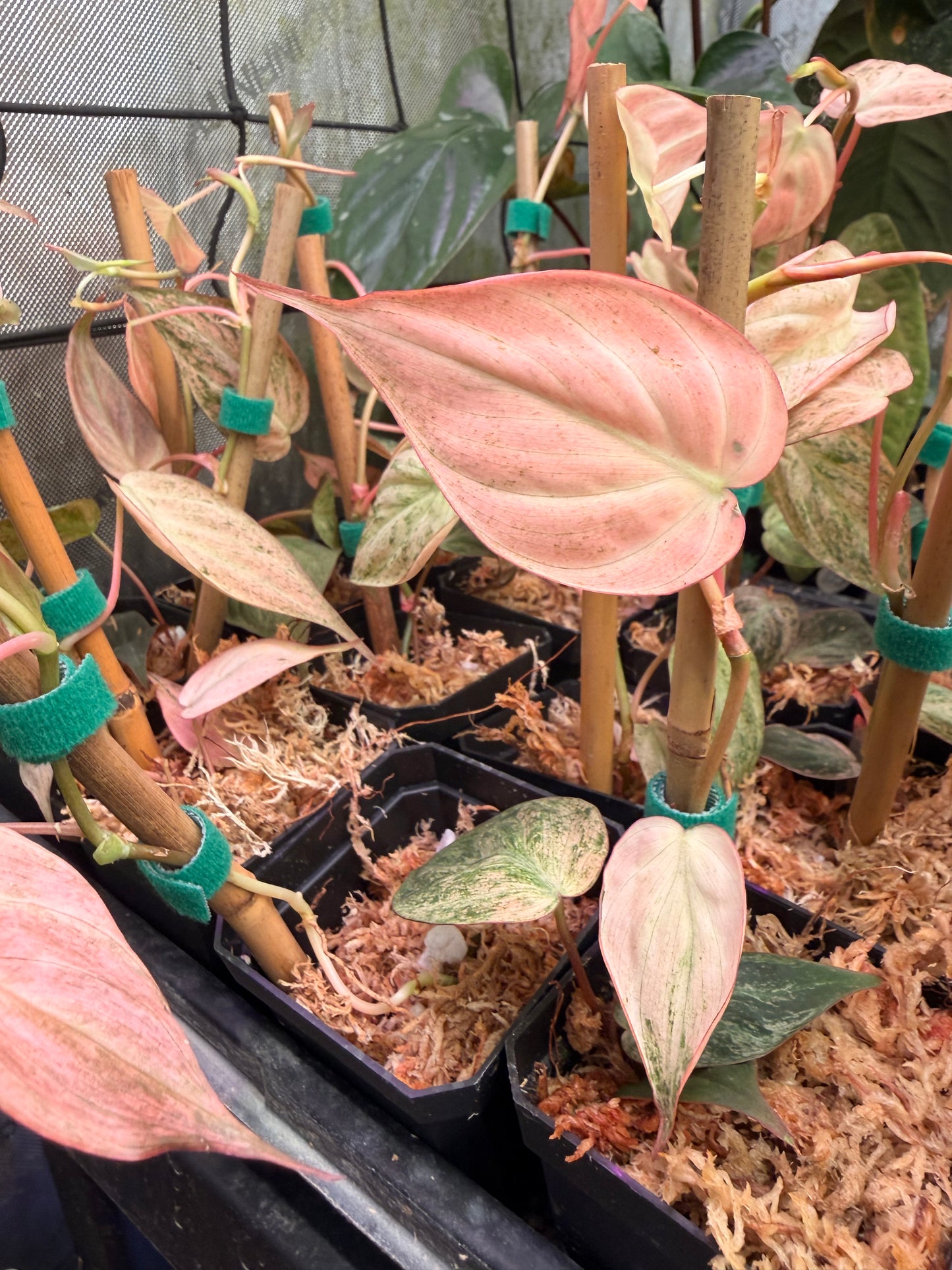 pink mint mican PLANT